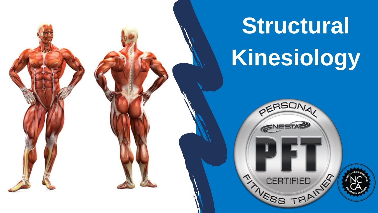 Structural Kinesiology for Personal Trainers