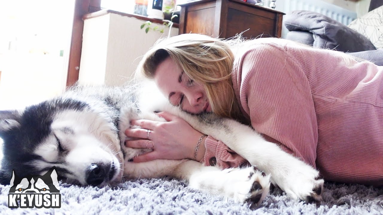 My Husky HEAD BUTTS Me To CUDDLE Him! He Won’t Stop!