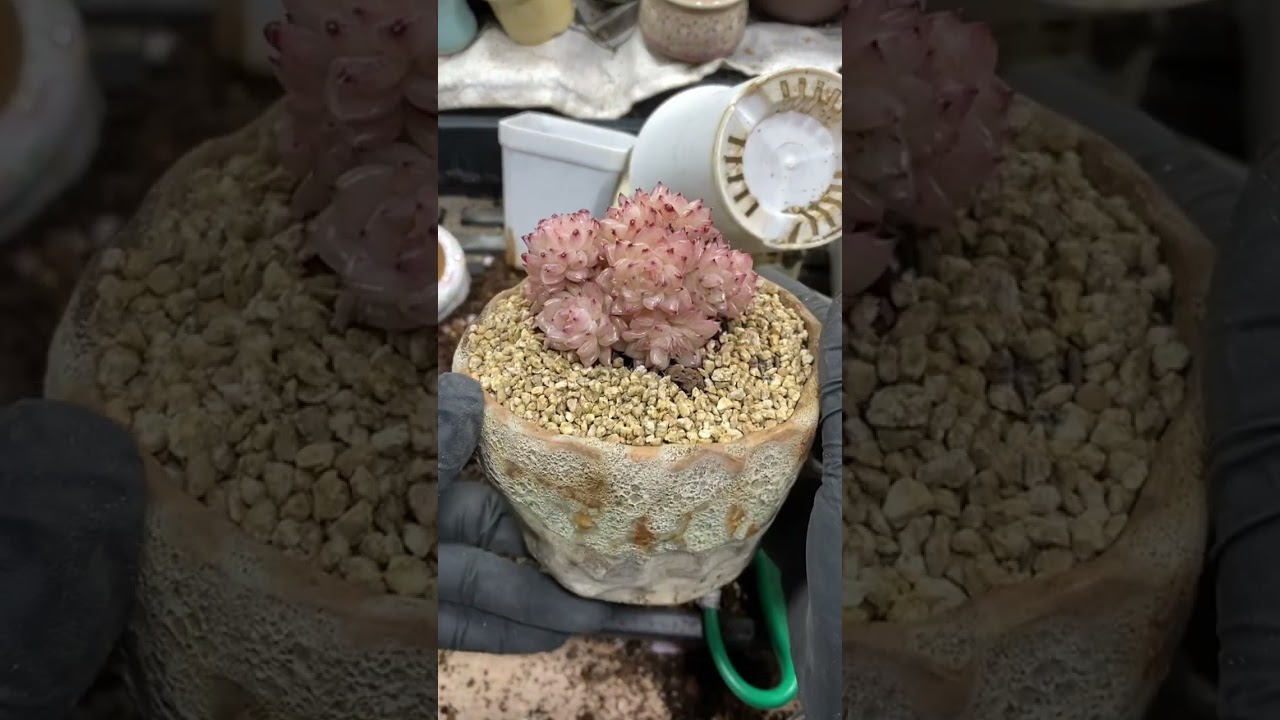 Calm Home Gardening 🌱 Succulent Care for Relaxing Spaces