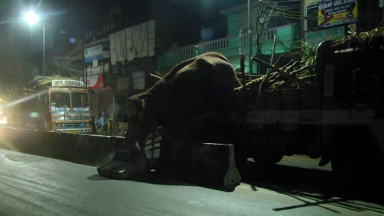 Kanchipuram elephant - Criminal act of so called animal NGO