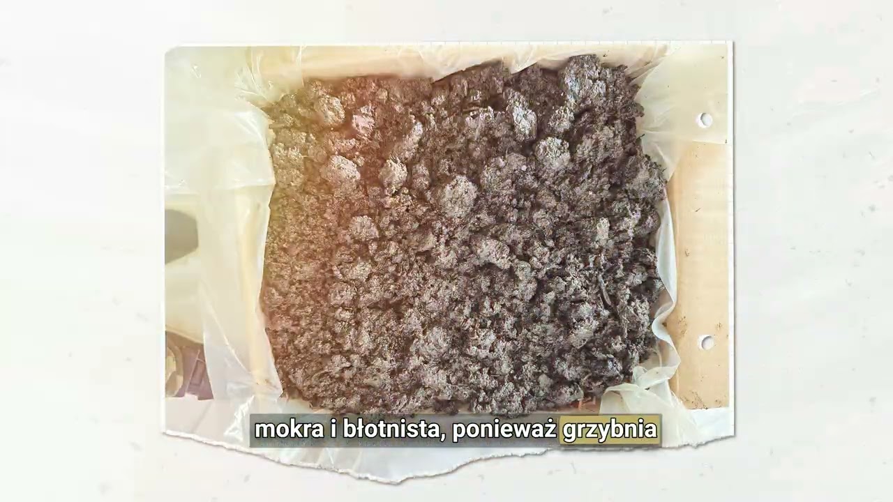 Domowa uprawa pieczarek