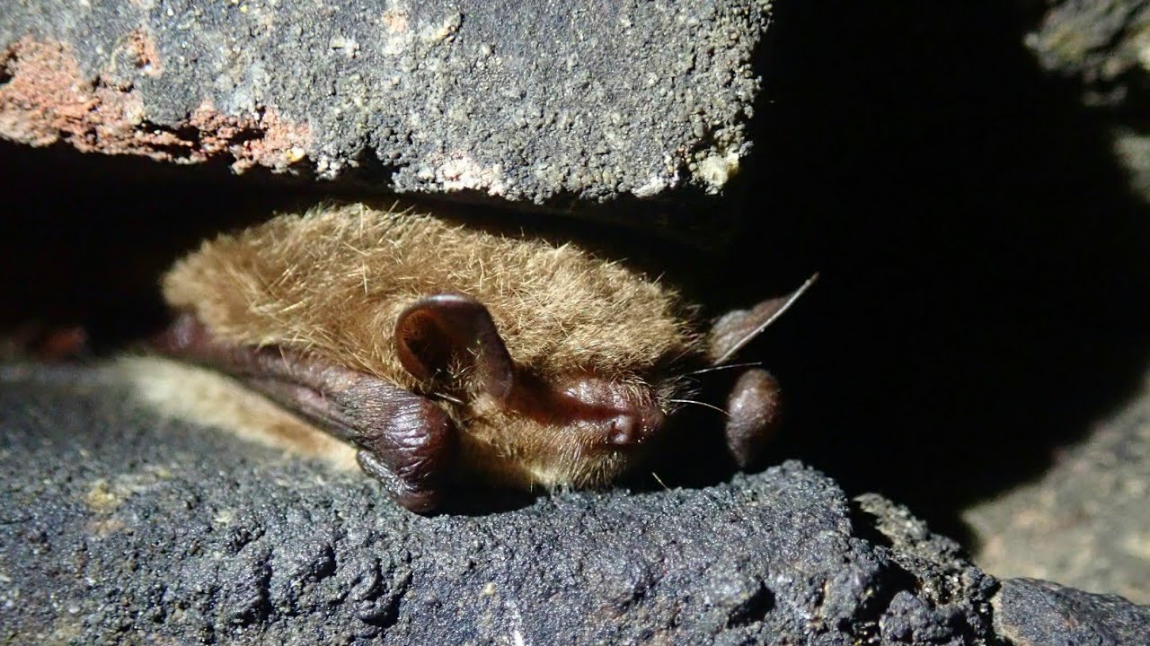 Meervleermuis/Pond bat (Myotis dasycneme)
