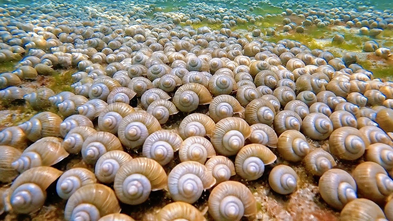 the strangest and most dangerous creatures at the bottom of the sea