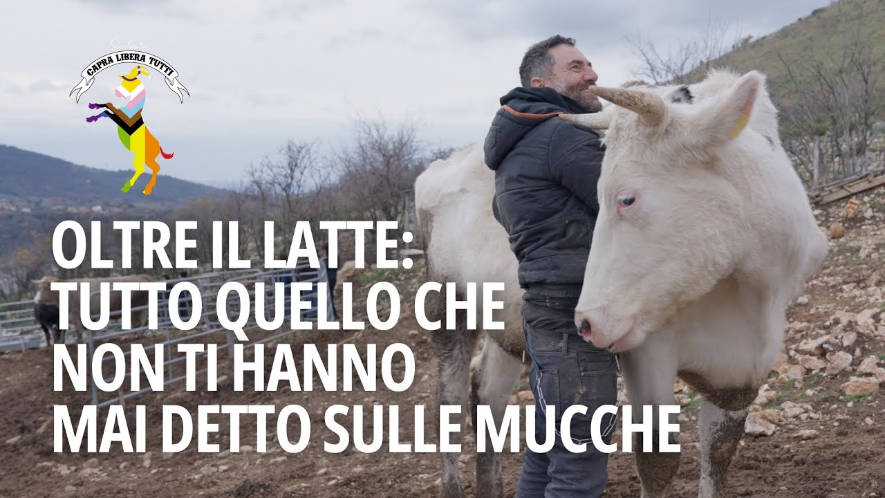 Oltre il latte: tutto quello che non ti hanno mai detto sulle mucche
