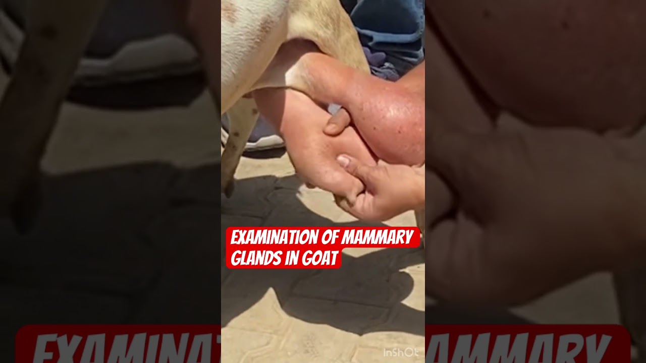 Examination of mammary glands l dr Umar khan