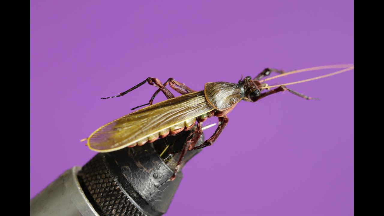Olive Stone Fly