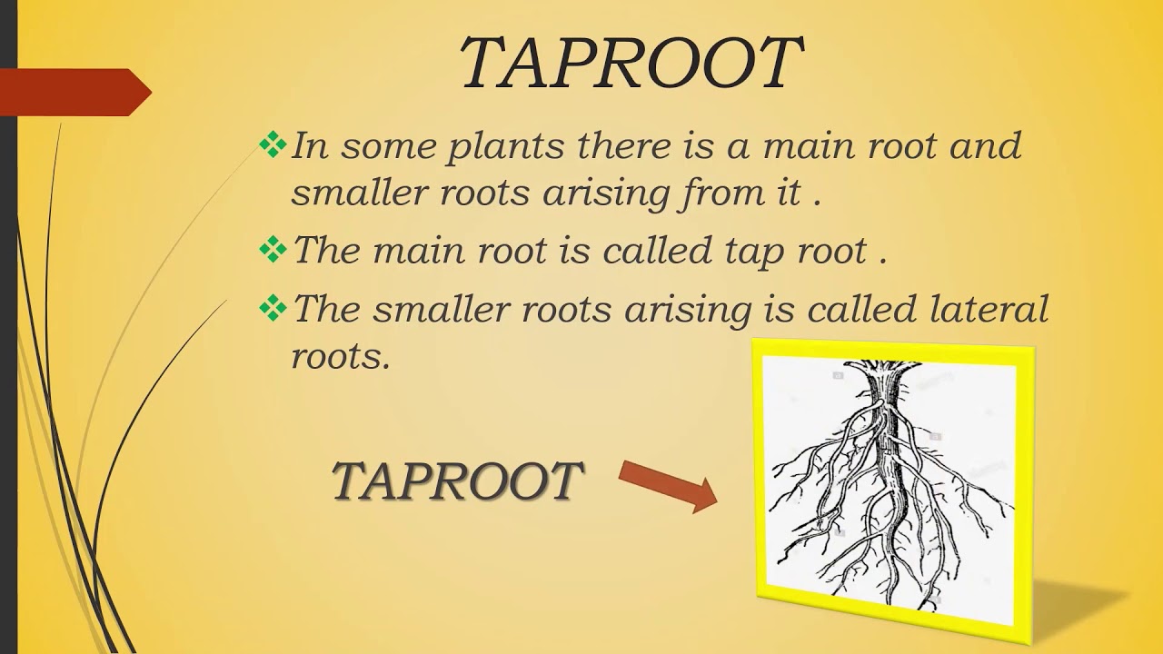 More about plants | KNOWLEDGE |  1080p |