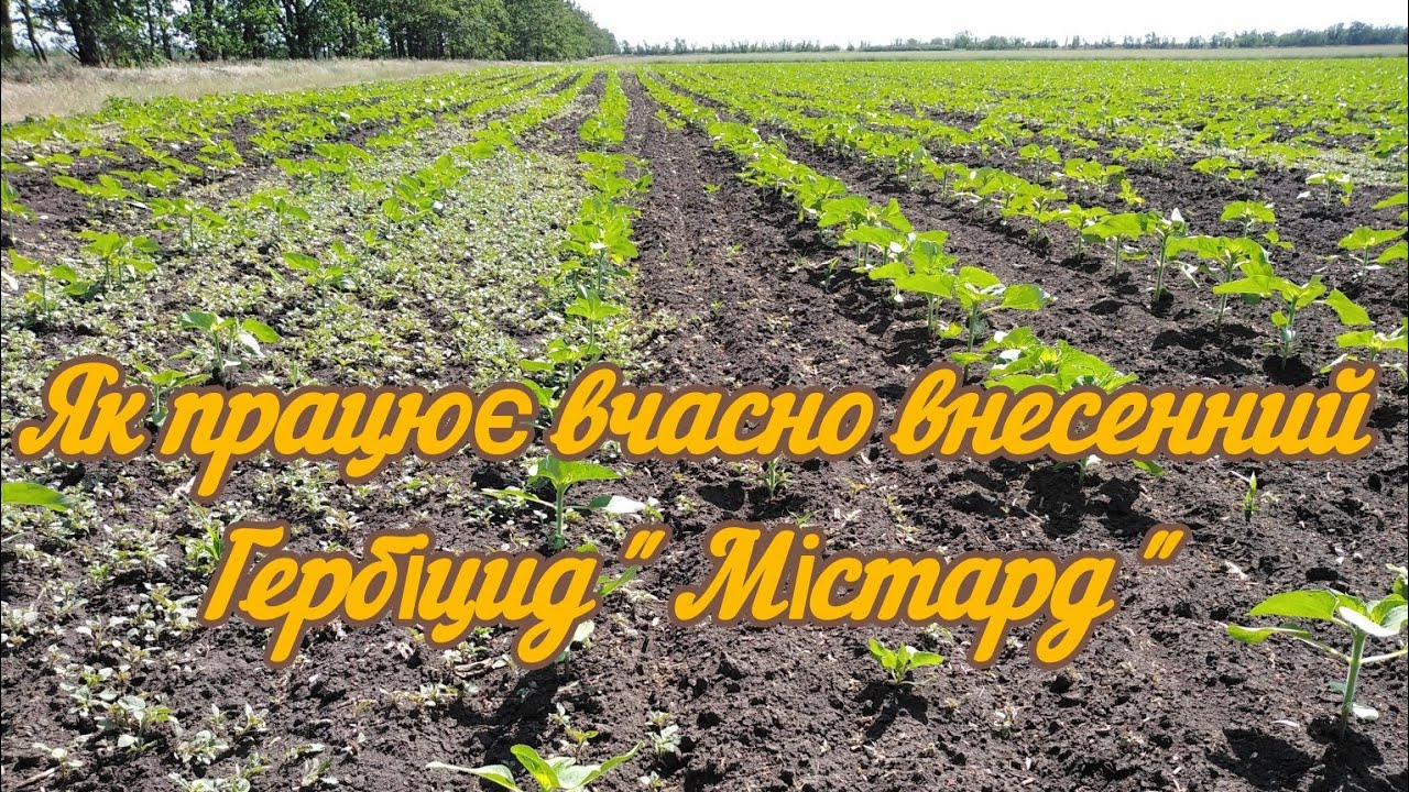 6.06.25. Чітка дія гербіциду ''Містард'' коли вчасно обробили.Найкраща фаза бур'янів для обробітку.