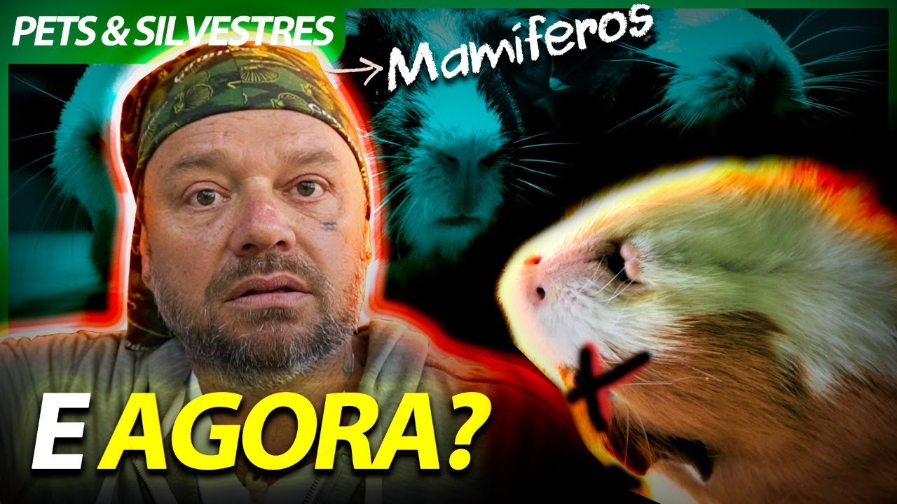 MEUS PORQUINHOS-DA-ÍNDIA ESTÃO MAL CUIDADOS?! | RICHARD RASMUSSEN