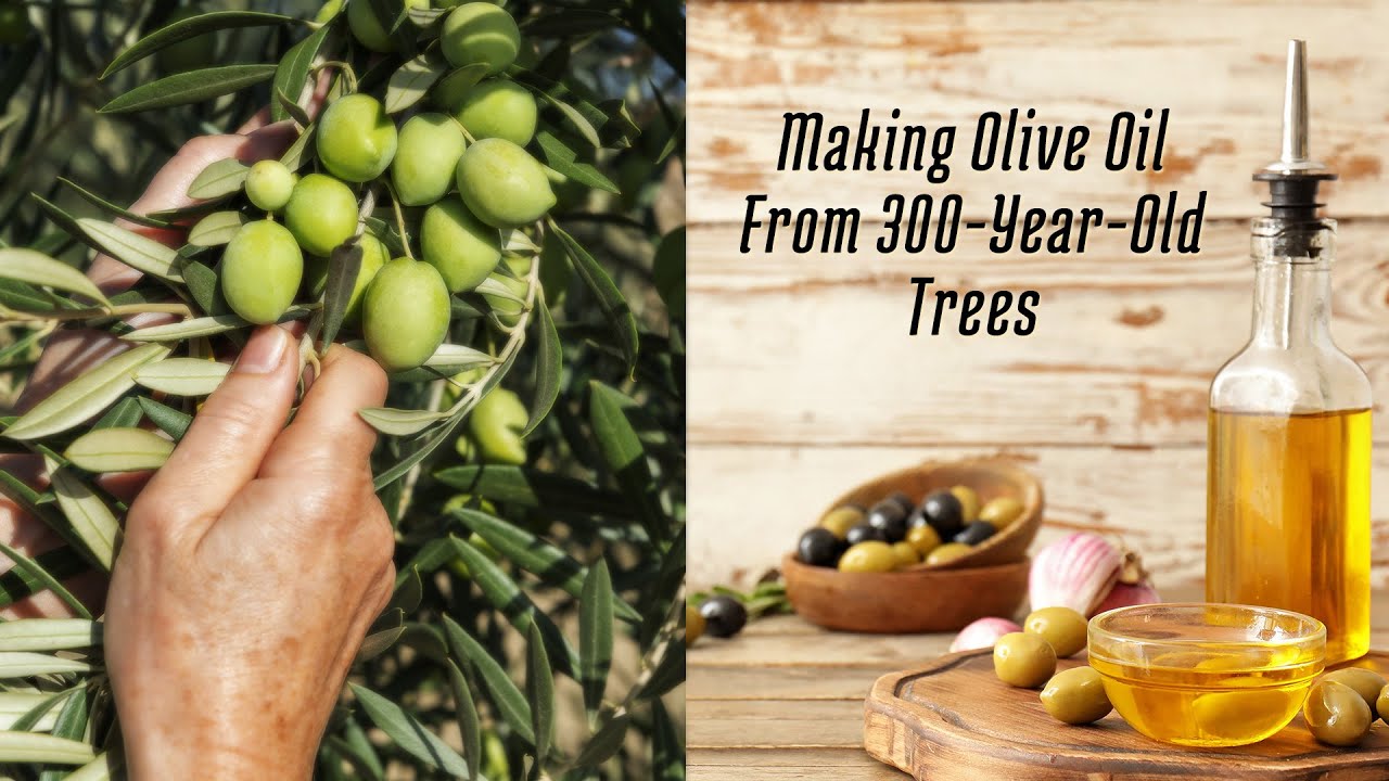 Making Olive Oil in Puglia, Italy From 300-Year-Old Trees Using Contemporary Traditional methods.