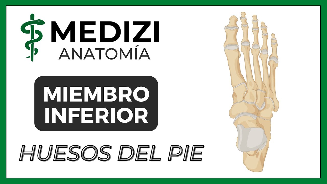 Anatomía de Miembro Inferior (MMII) - Huesos del pie - Tobillo [NUEVA VERSIÓN]