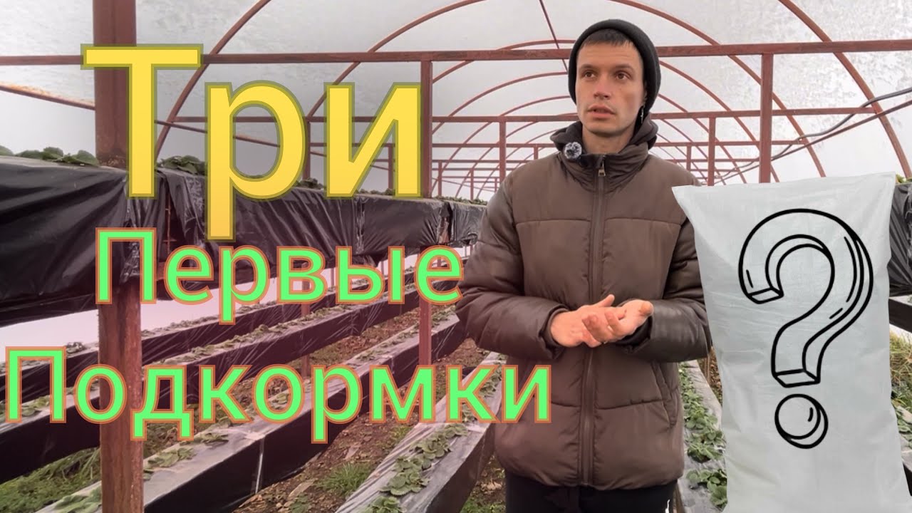 Чем кормить клубнику весной ???