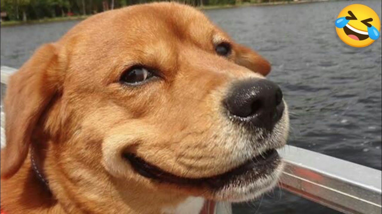 Top Funniest Videos with Dogs and Cats 🐕🐈 The Best Funny Animals in the World 2026😂