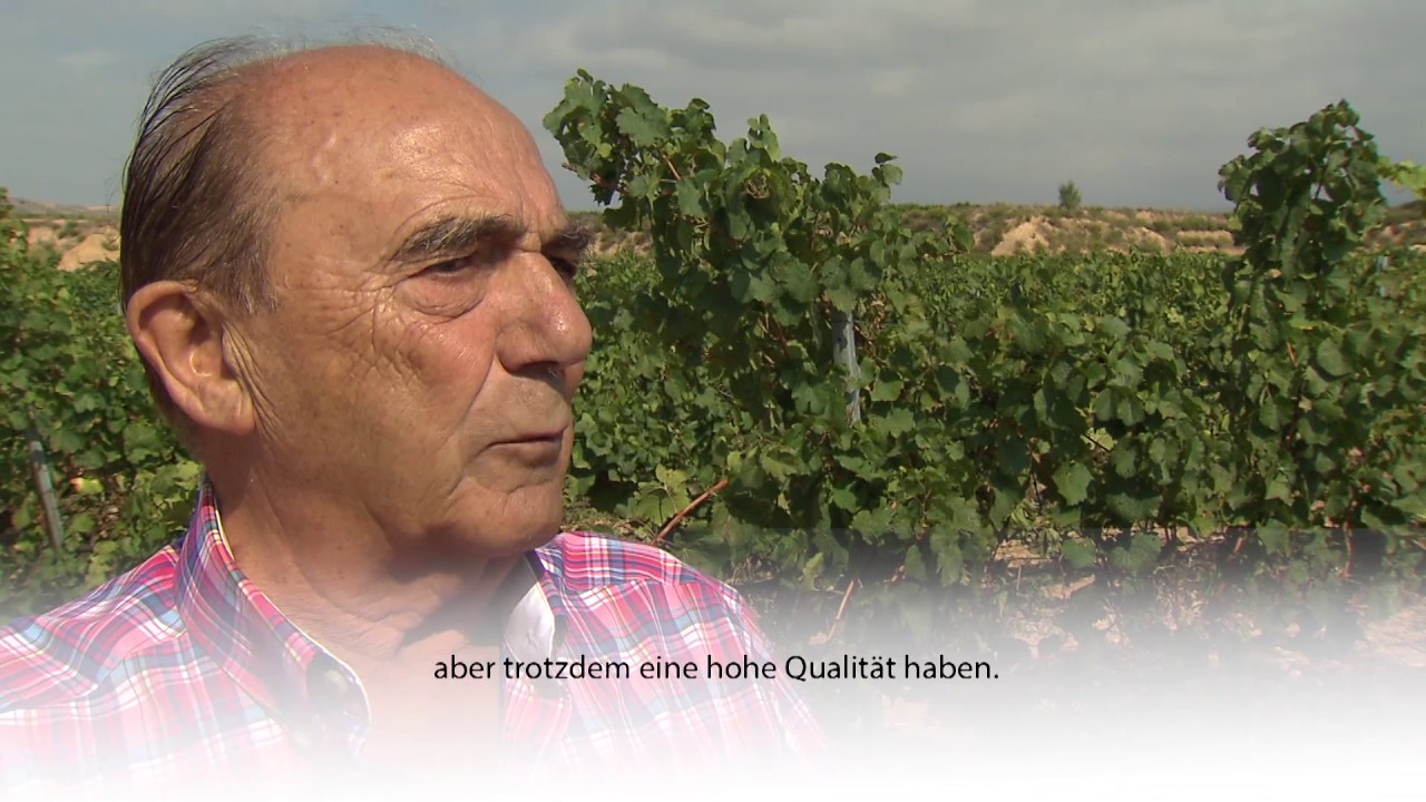 Weinernte in Spanien | Fendt 200 Vario | Fendt