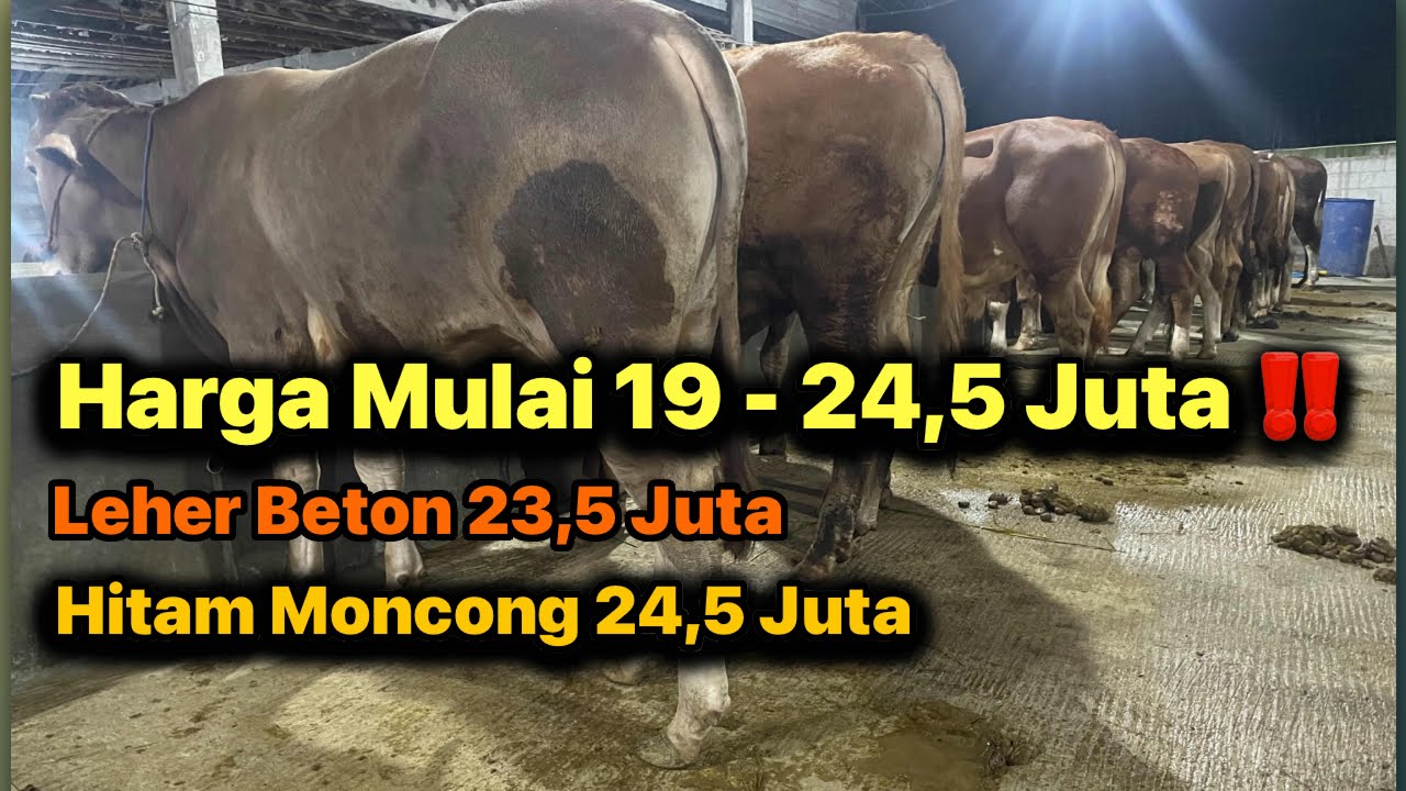 PROMO RAMADHAN ‼️Leher Beton 23,5 Juta & Hitam Moncong 24,5 Juta..