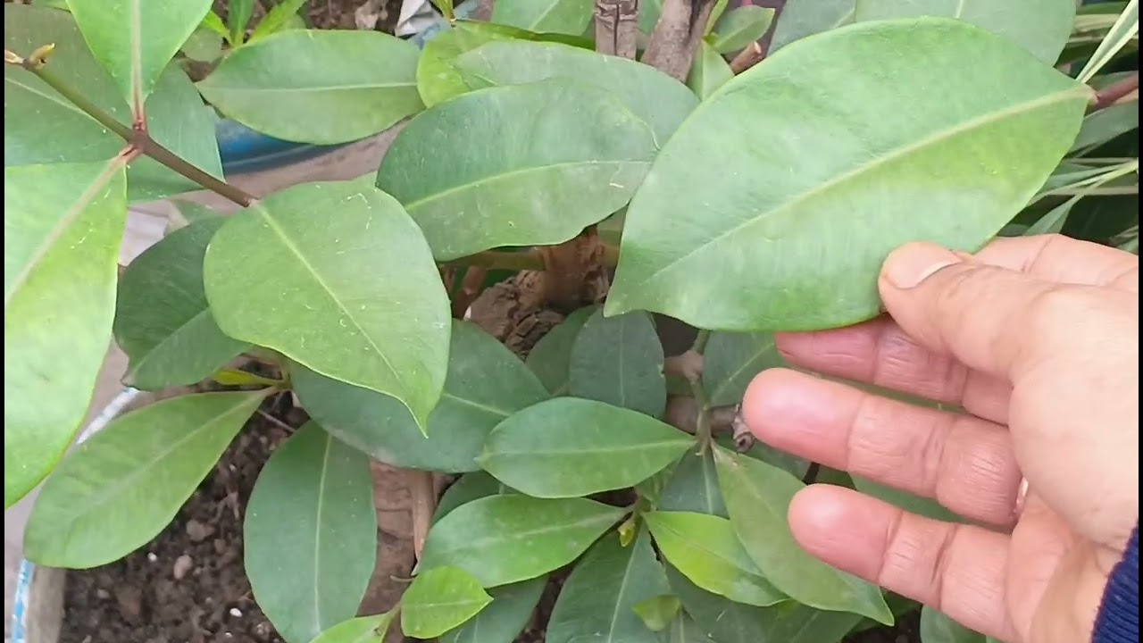 किचन वेस्ट ओर वेस्ट में पौधों का रिजल्ट, ओर गार्डन में बसंत ऋतु का आगमन#garden#Nature#plant