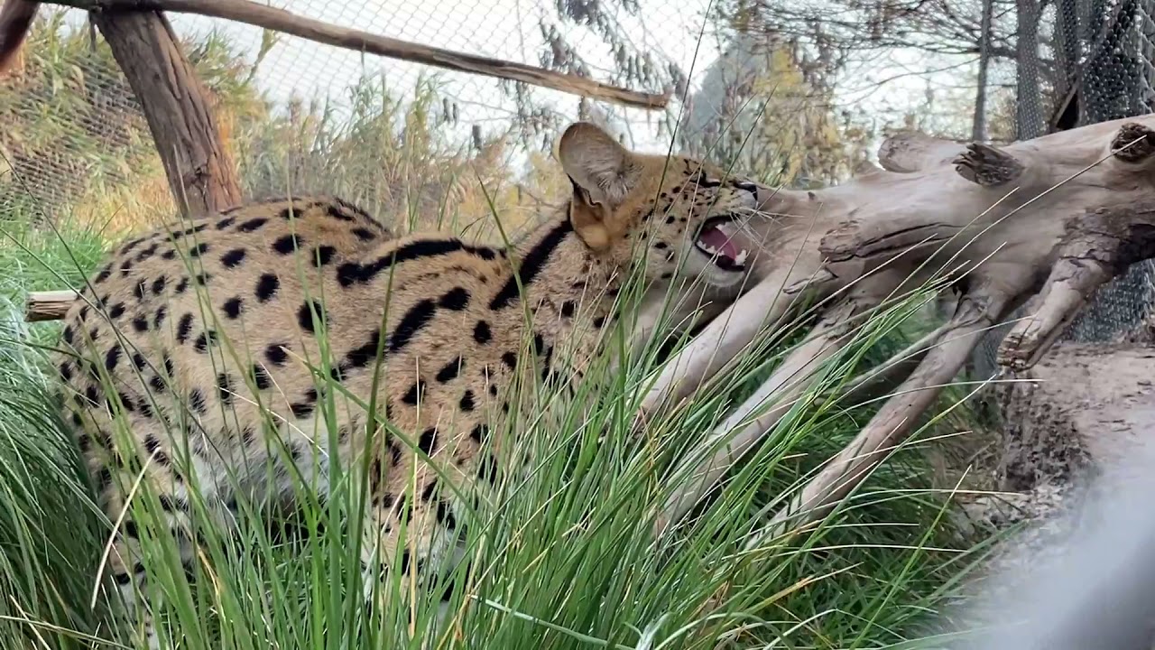 BUIN ZOO TE ACOMPAÑA EN CASA (El Serval)