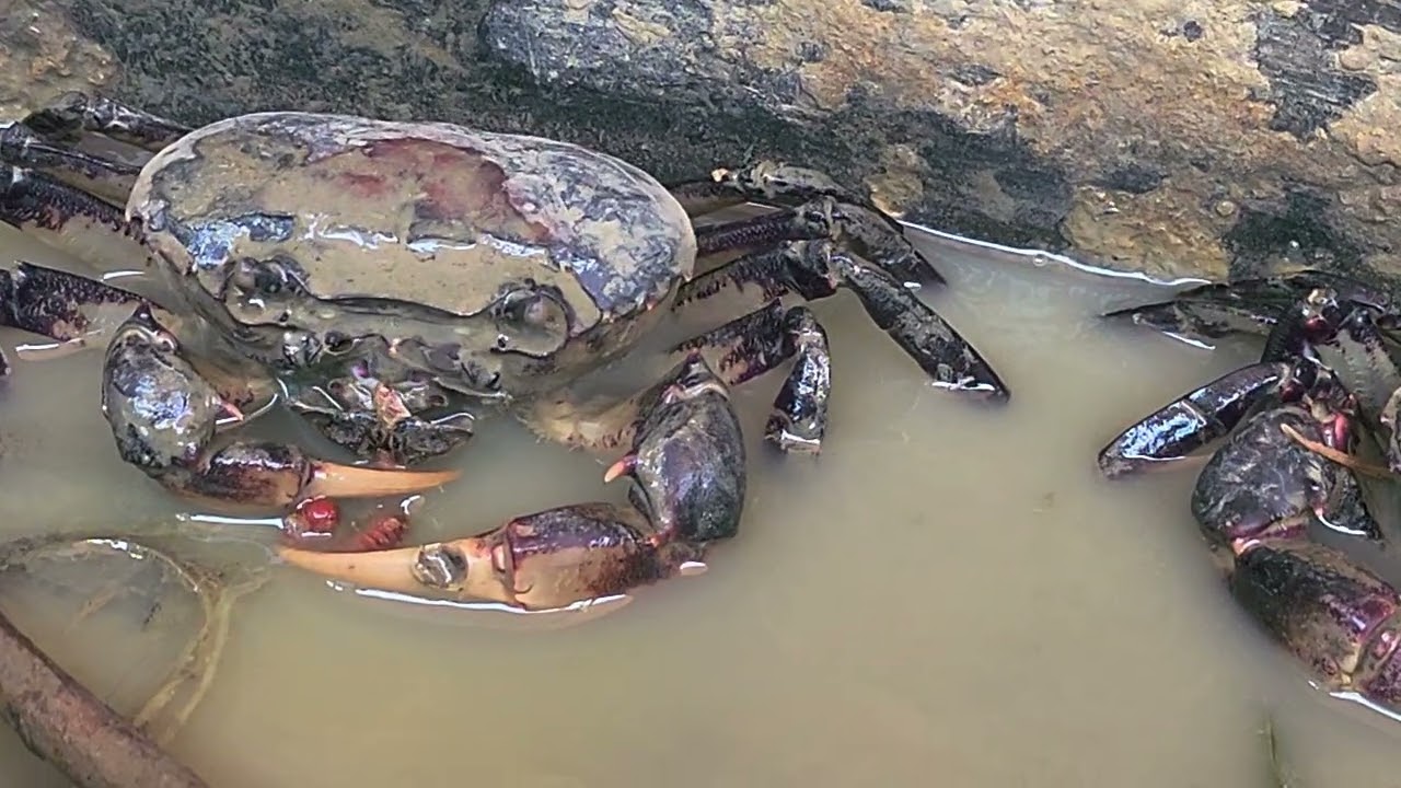 ក្ដាមចេះចាប់ចំណី