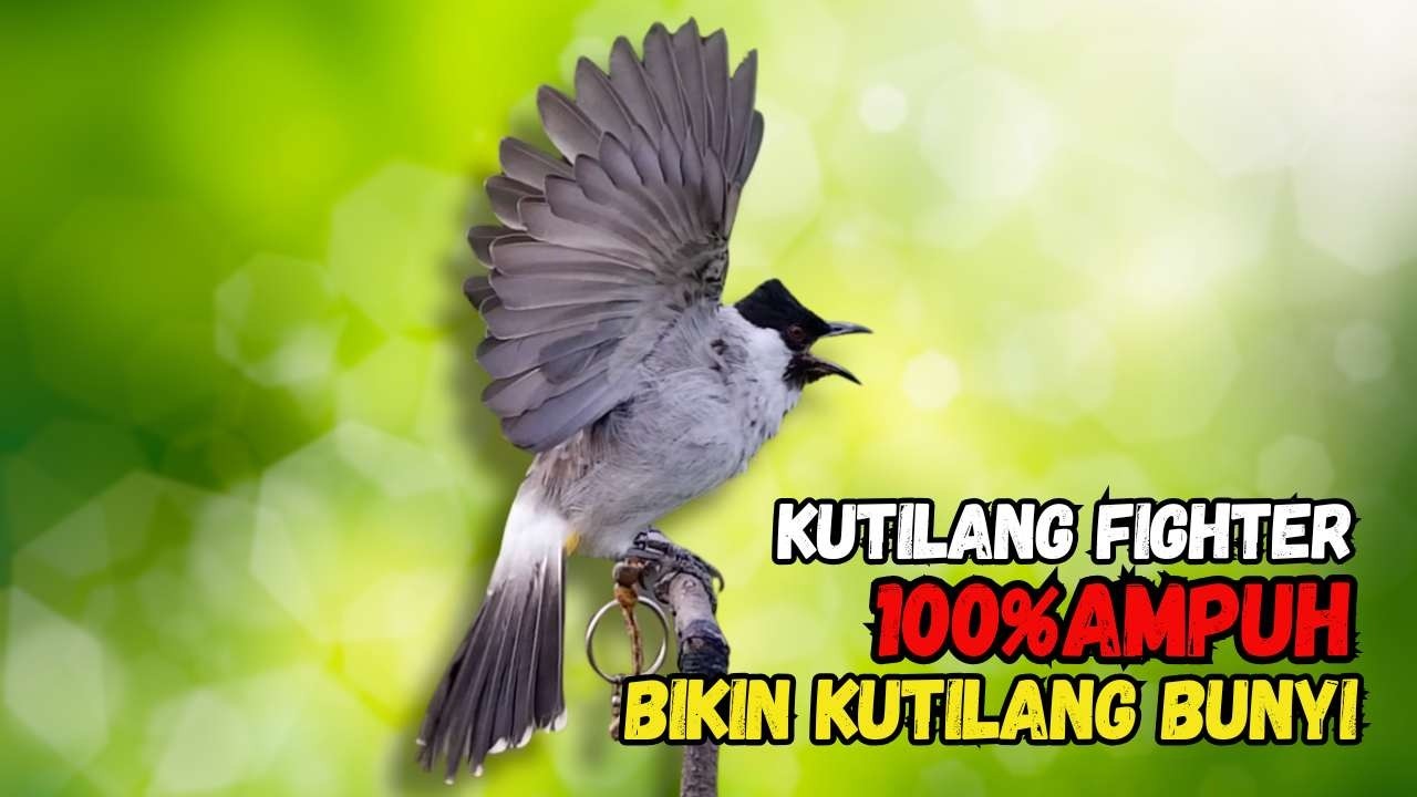 Suara Burung Kutilang FIGHTER Gacor  Cocok Untuk Pancingan Agar Bunyi