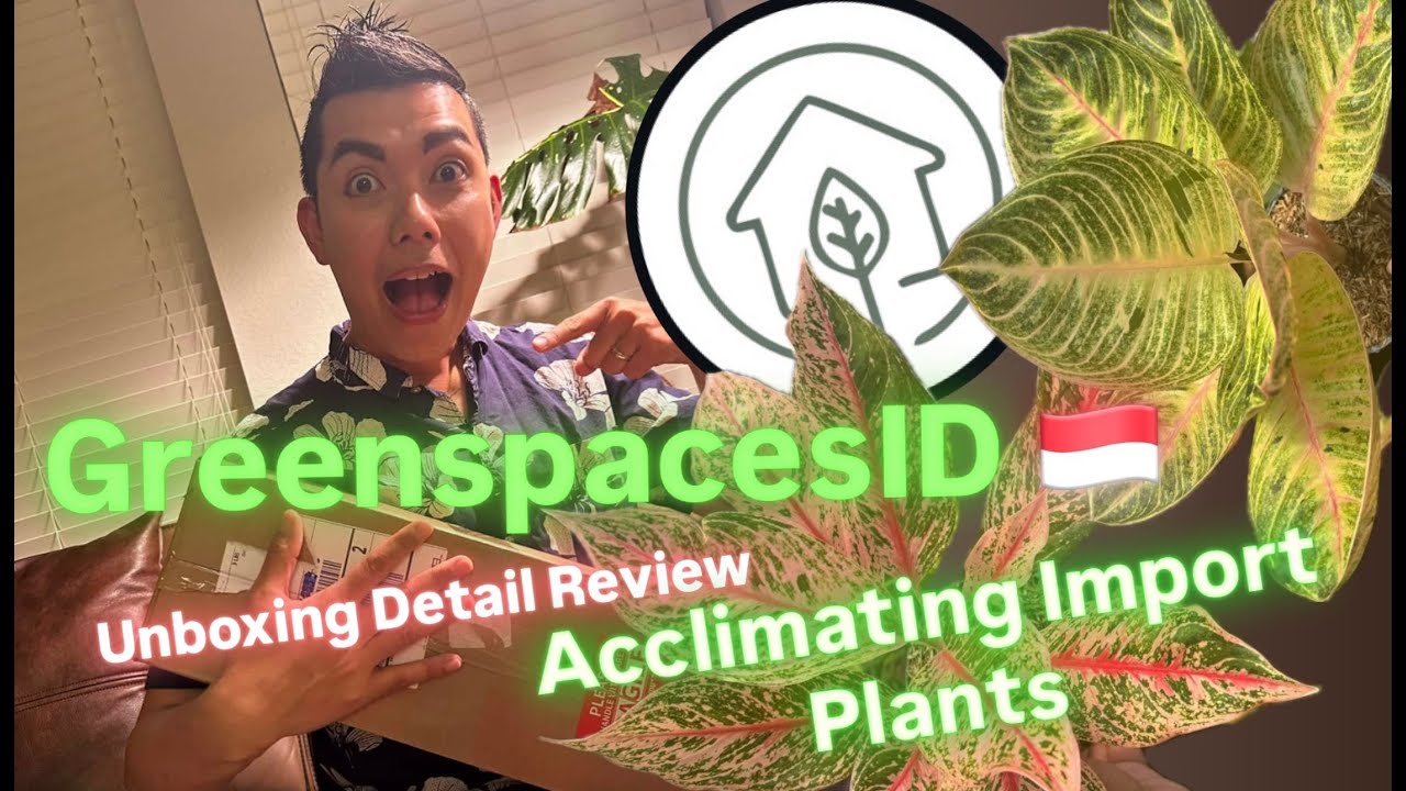 Редкие растения из-за рубежа: распаковка, честный обзор GreenspacesID, советы по акклиматизации, ...