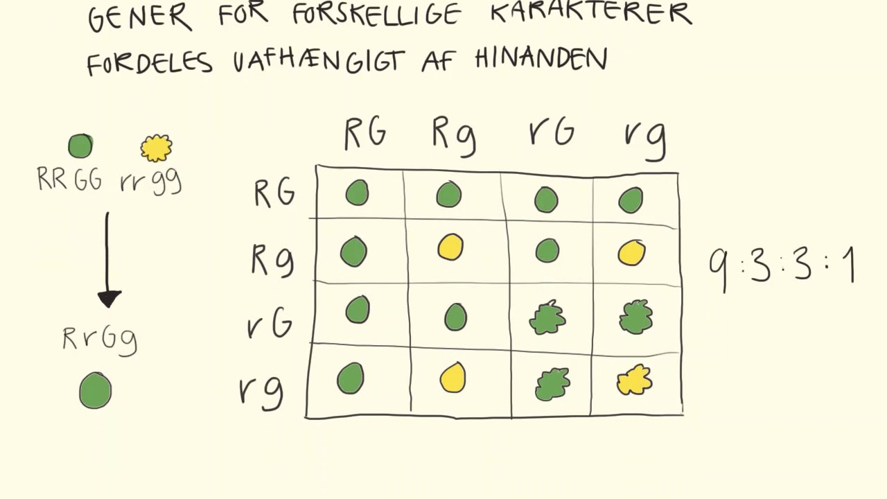 Genetik og molekylærbiologi - Mendels Love | Biotech Academy