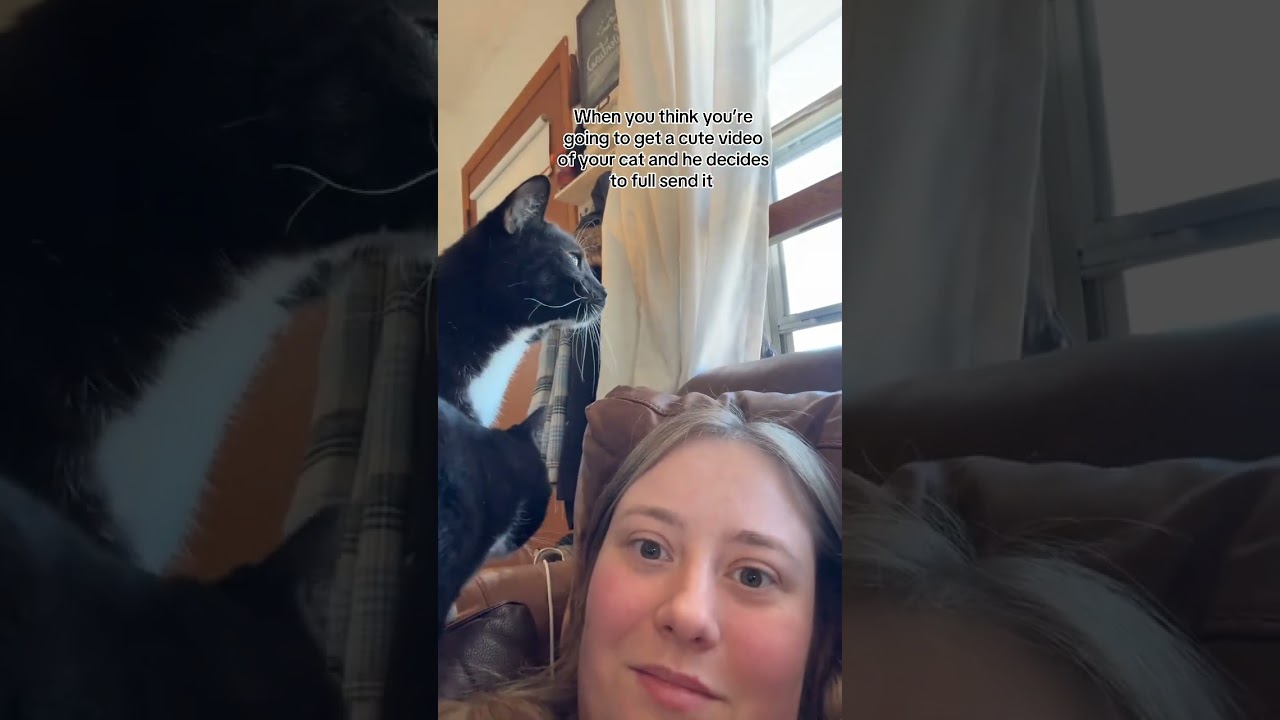@itsnotdestiney: He&rsquo;s okay 😊 he did not go through the screen 😊 #cat  #catlover #kitty