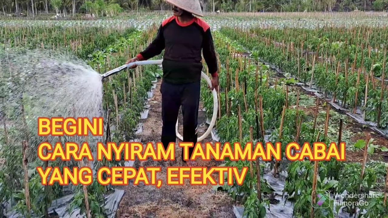 Cara Menyiram Tanaman Cabe Kriting Di Lahan Pasir Pesisir, Praktis, Efektif, begini caranya.!