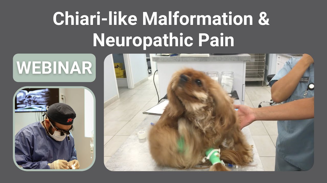 Canine Chiari-like Malformation & Neuropathic Pain