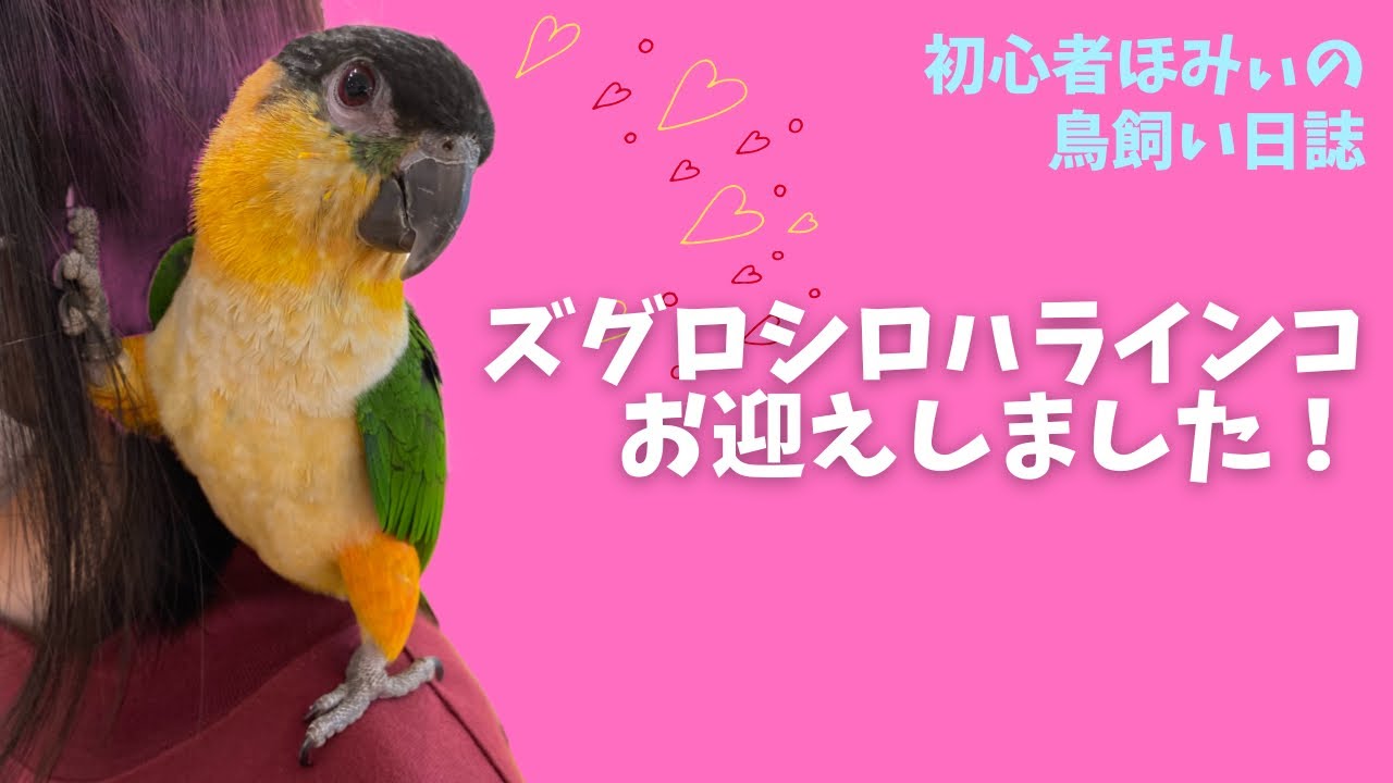 ズグロシロハラインコお迎えしました！/started having a black-headed caique