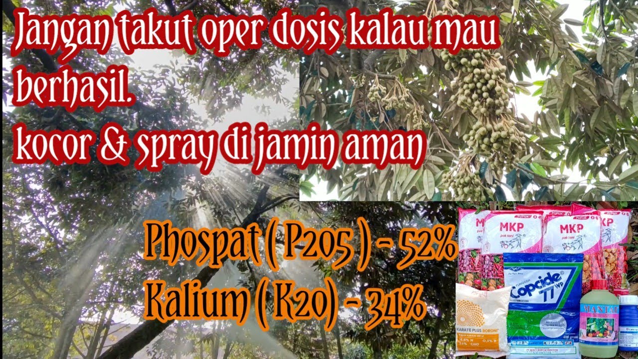Jangan takut oper dosis kalau mau berhasil, Kocor dan spray aman 100%