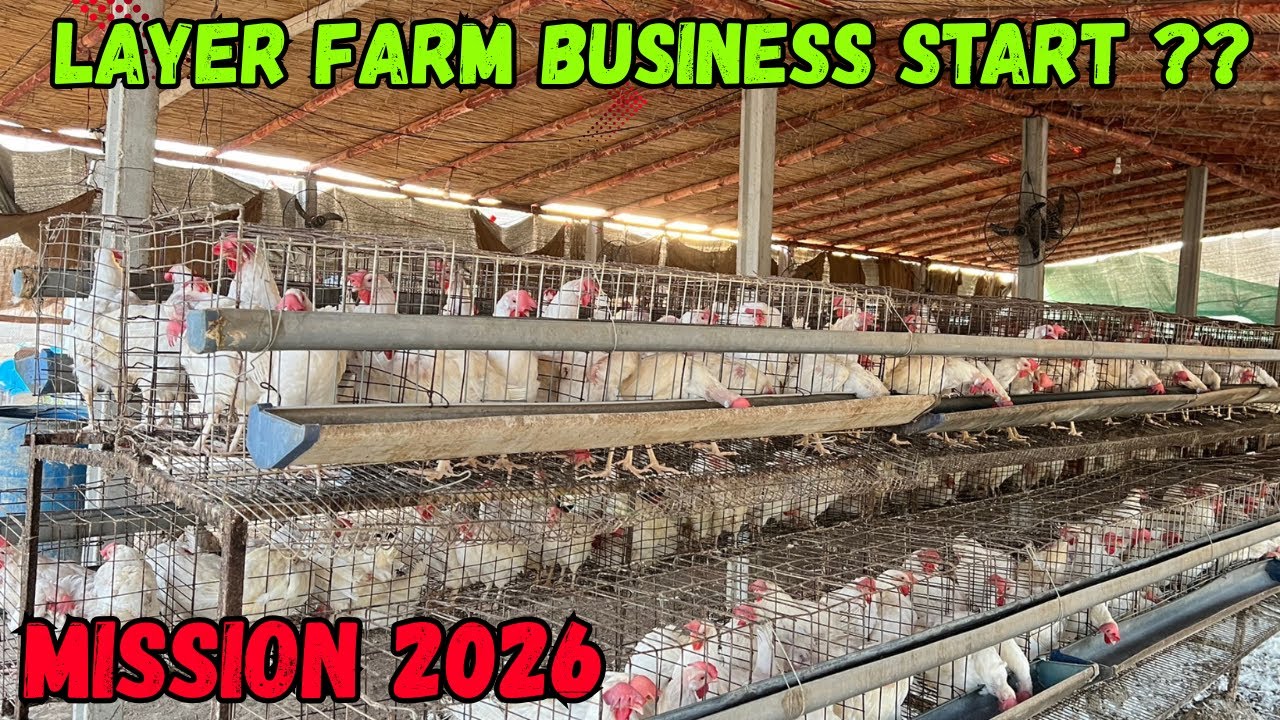 Kia me ab layer farming  business start karaha ? 😍😱🐣 | mission 2026 plan 🐣