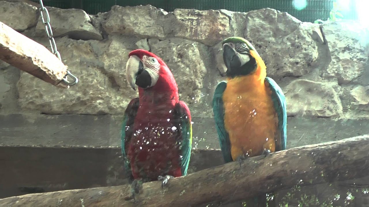 Jerusalem Biblical zoo | גן החיות התנ