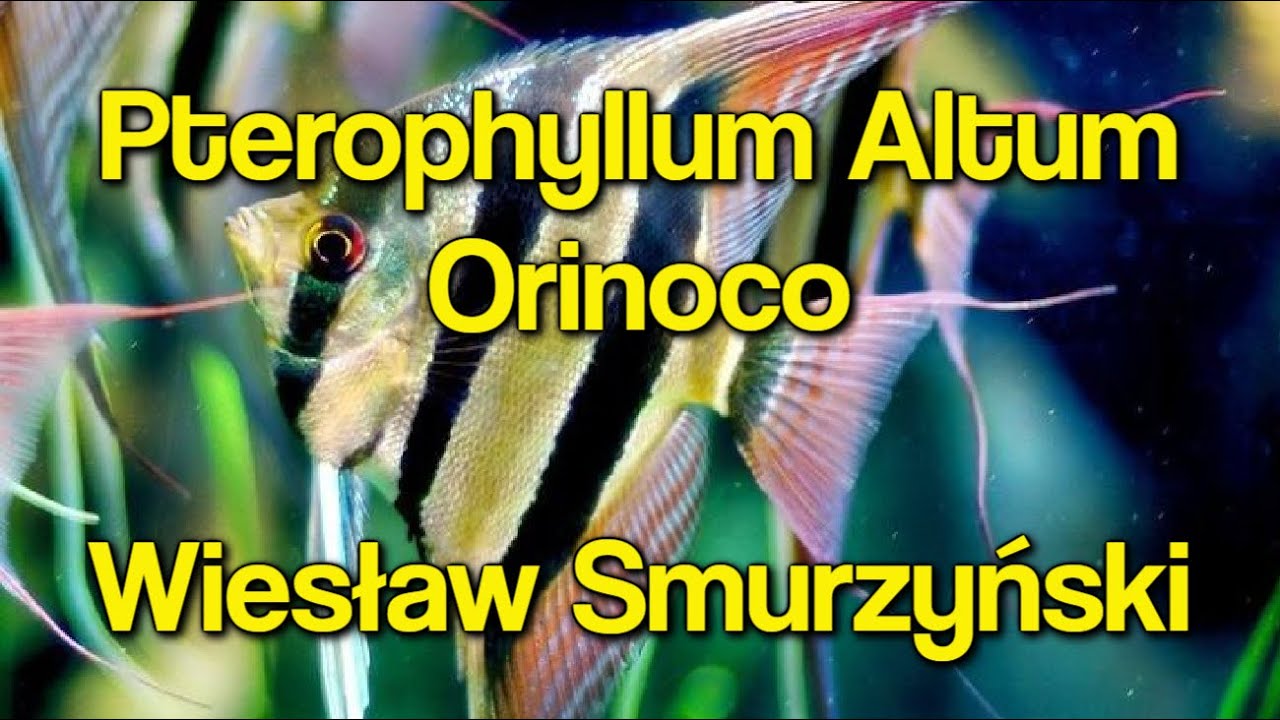 DZIKI Pterophyllum Altum Orinoco / Wiesław Smurzyński