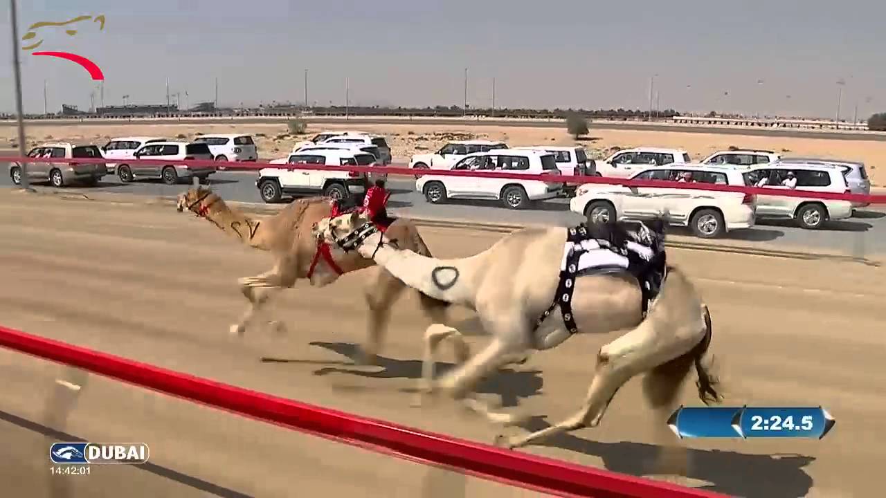 ختامي المرموم إيذاع للشيوخ 6 كم 25-3-2016 م - ش1 ارتياد لـ هجن الشحانية  8:41:6