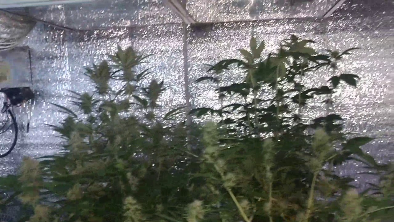 Inicio de Flora