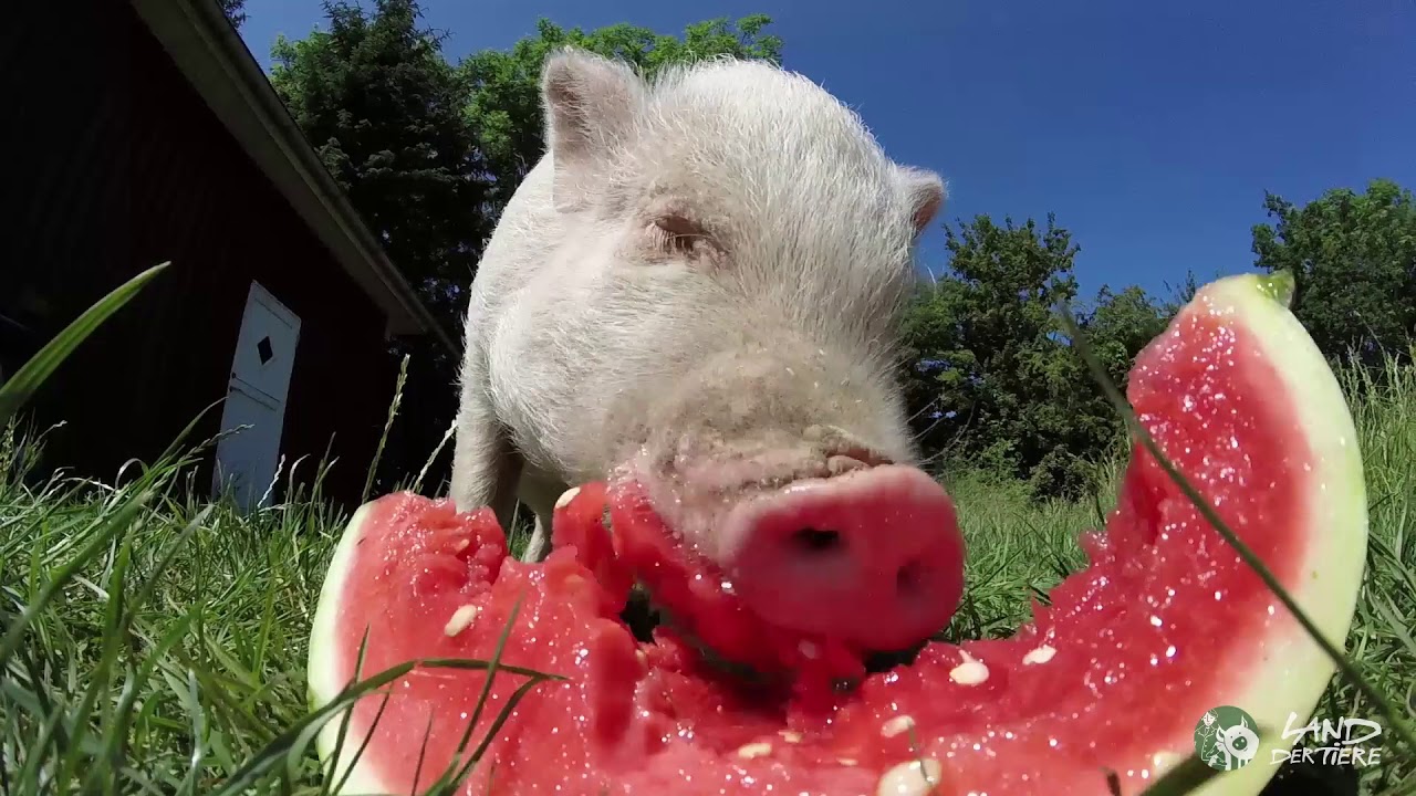 Schwein Eddie und die Melone 🐷❤🍉