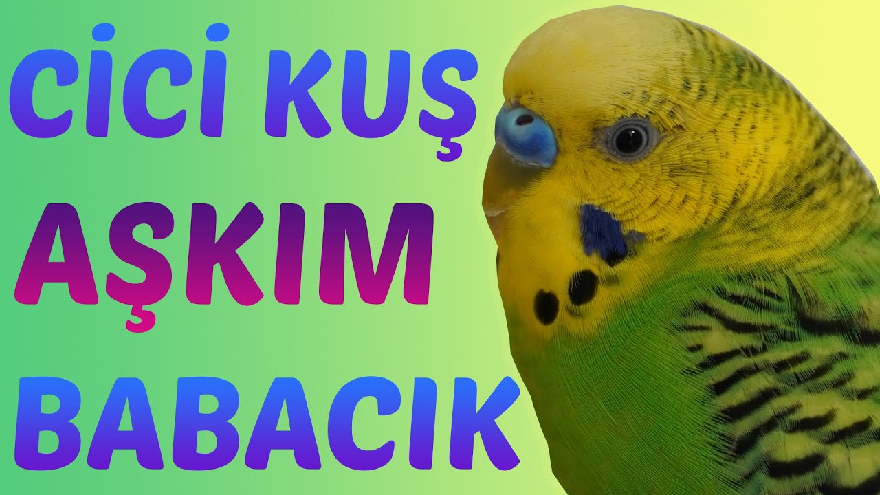 Cici Kuş Sesi, Aşkım Sesi, babacık  Konuşturma Egzersizi Dinlet Konuşsun Muhabbet kuşu