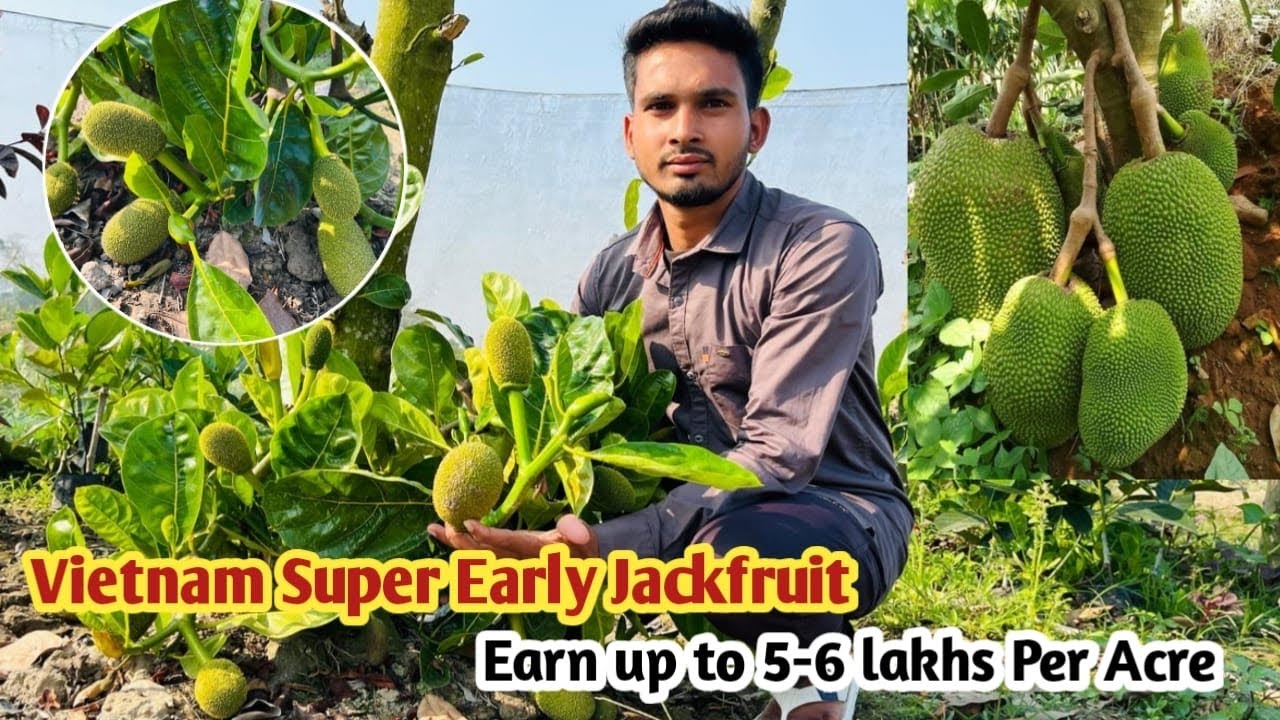 Vietnam Super Early Jackfruit Plant || Jackfruit Ki Kheti || Earn up to 5-6 Lakhs per Acre .