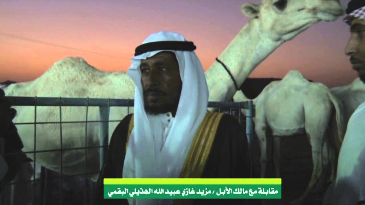 المقابلة مع صاحب الإبل / مزيد بن غازي الهذيلي البقمي+العرضه على الشيلات