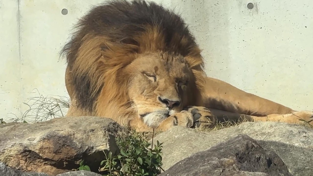 番外編 パパママとお昼寝💤デンくんアルくんベガちゃん【番外編】【豊橋総合動植物公園のんほいパーク】