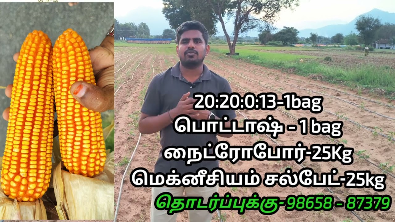 பணப்பயிராக மாறும் மக்காசோளத்திற்கு தேவையான A to Z உரமேலாண்மை