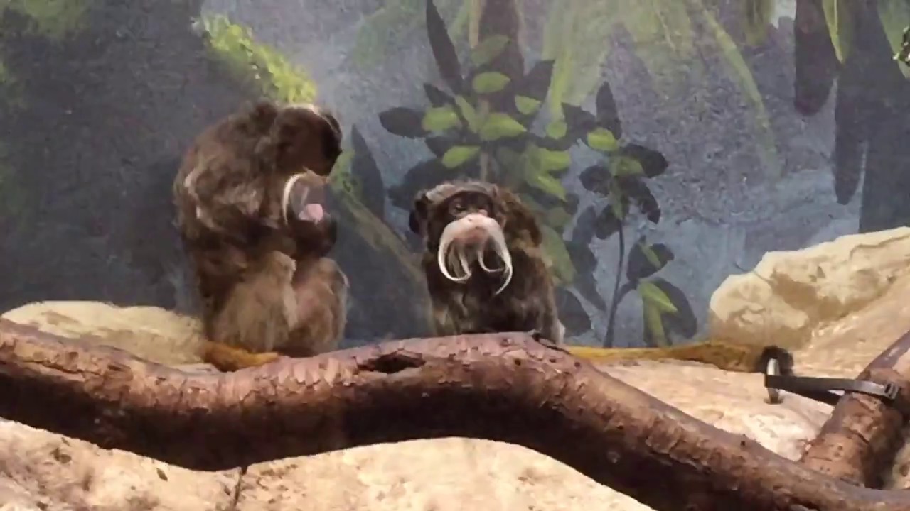 Zoo video #2