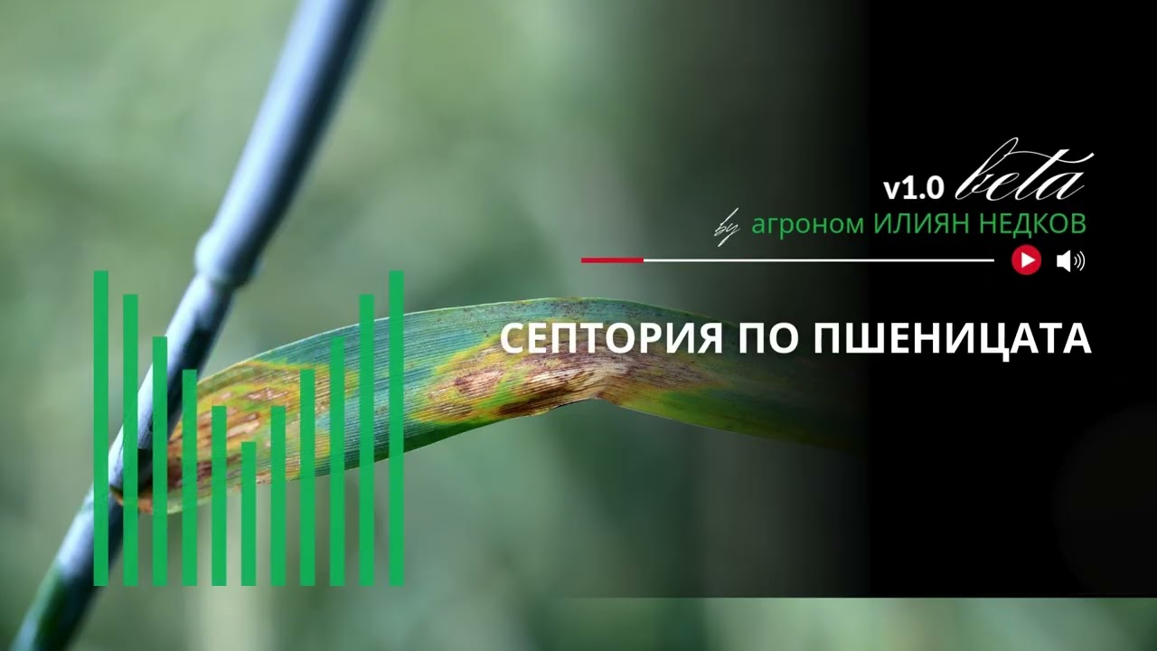 Септориоза по пшеницата