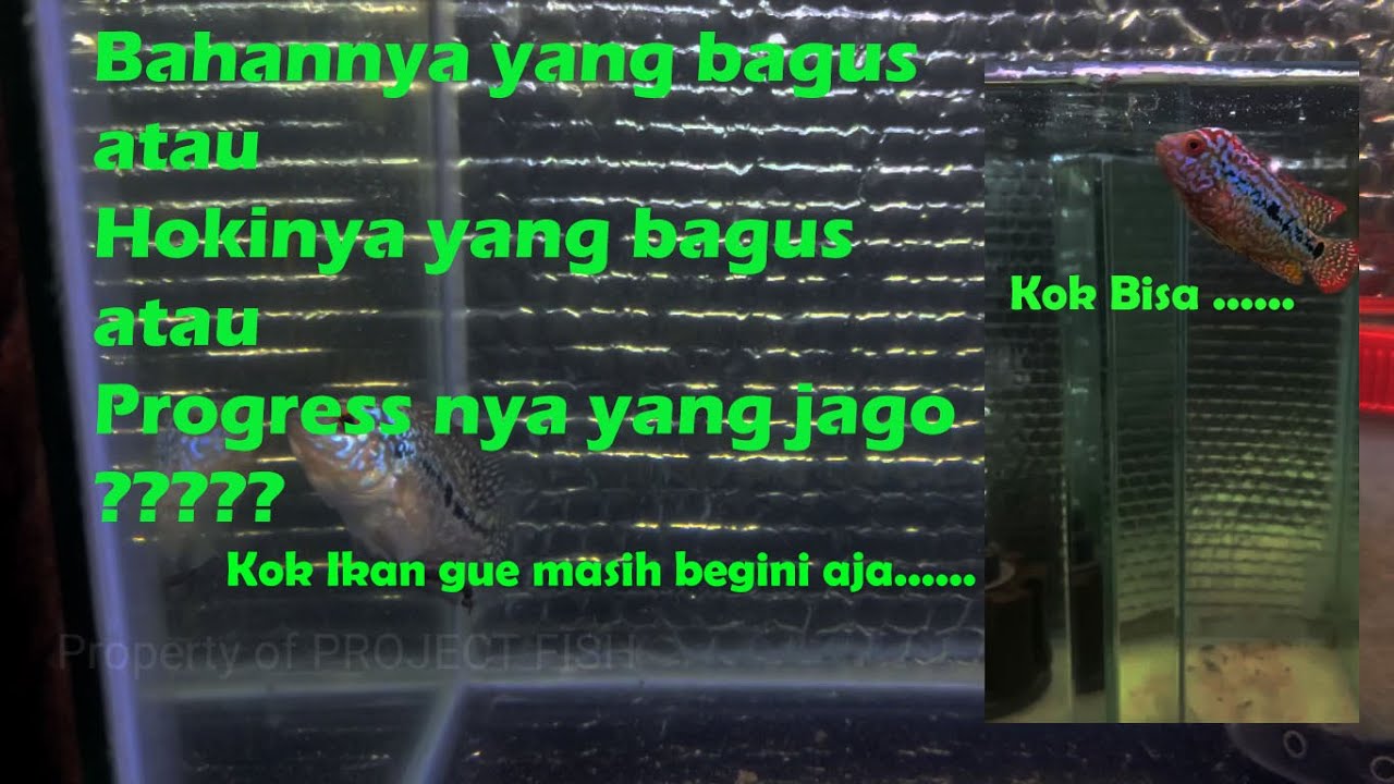 Update Burayak Louhan Kamfa F2 Lomba Progress Hi.Breed
