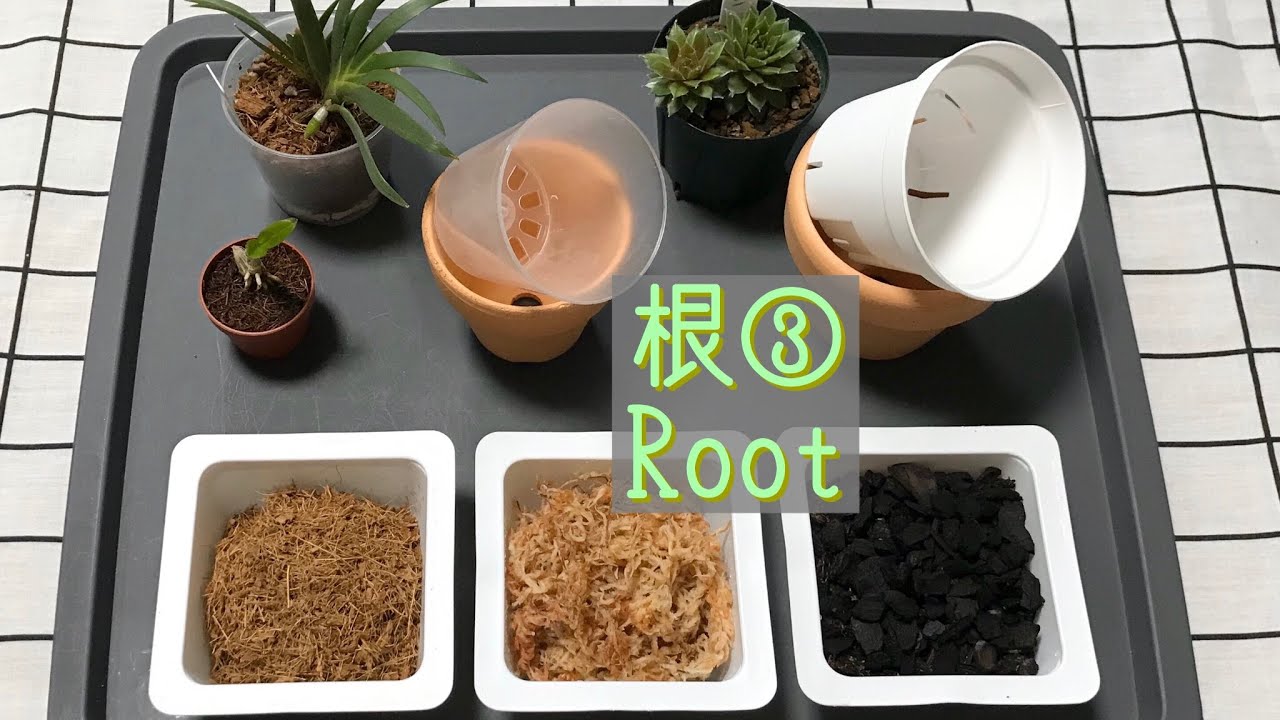 根③Root。1週間、根を乾かした胡蝶蘭の植え付けと説明。通常の植え替えではなく、贈答品を処理した株です。