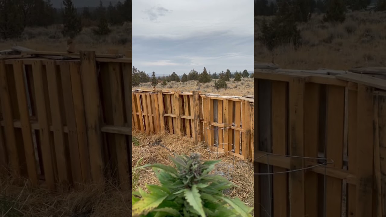 The biggest bud | budzilla | #harvest 2022 #shorts