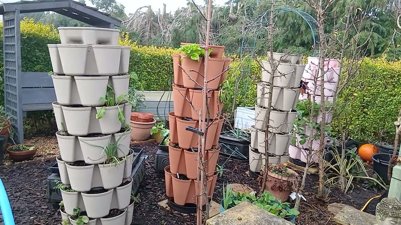 Back garden update 28th January 2026