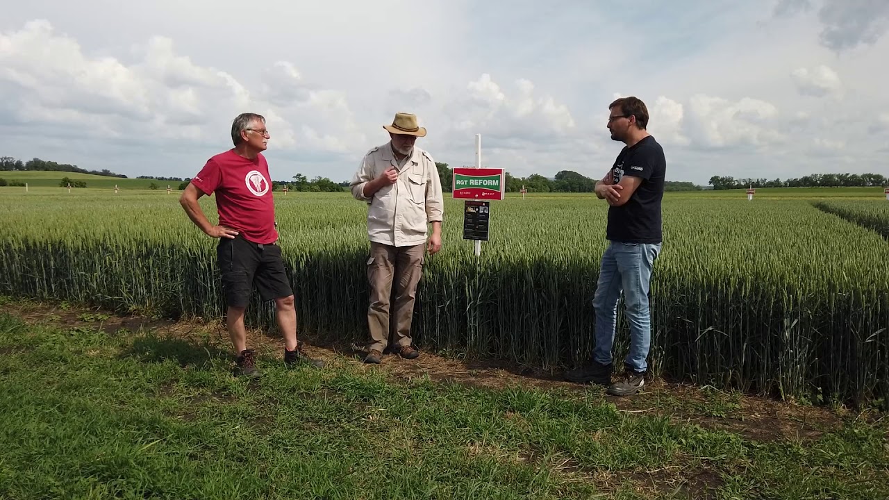 Odrůdy pšenic RAGT Branisovice- 11.6.2020 Petr Laml, Michal Knauer, Jarda Mach a Petr Král