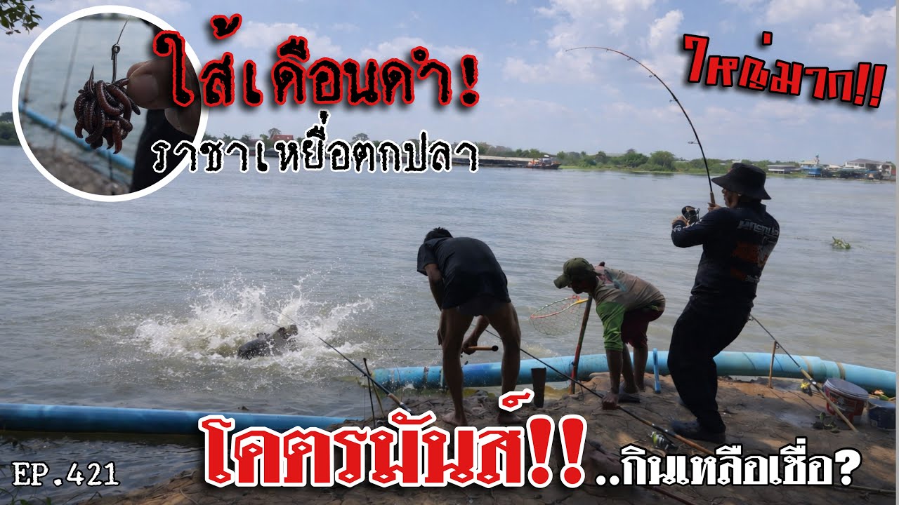 🎣🐠We are Angler EP:421 “โคตรมันส์!!กินเหลือเชื่อ ใส้เดือนดำ ราชาเหยื่อตกปลาน้ำจืด” |ตกปลาแม่น้ำ