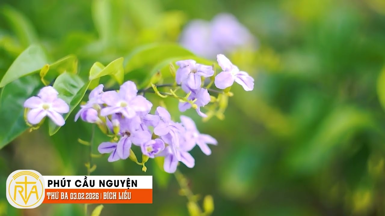 Phút Cầu Nguyện, Thứ Ba 03/02/2026: Trở nên tấm gương phản chiếu ánh sáng Chúa